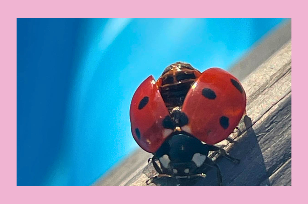 Trauerbegleitung Sternenkind Mütter <br> Präsenz und online <br> Klick für mehr Infos