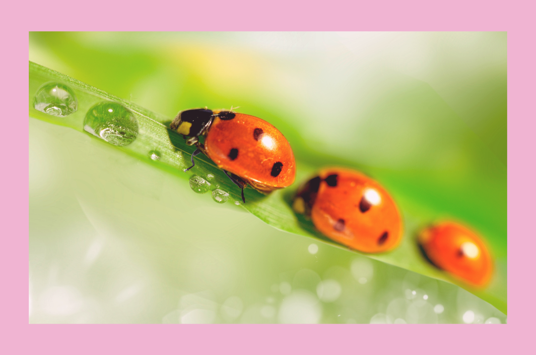 Sternenkind Gruppe <br> für Sternenkind Mütter <br> online <br> Do, 23.04. 10.30 h <br> Klick für mehr Infos