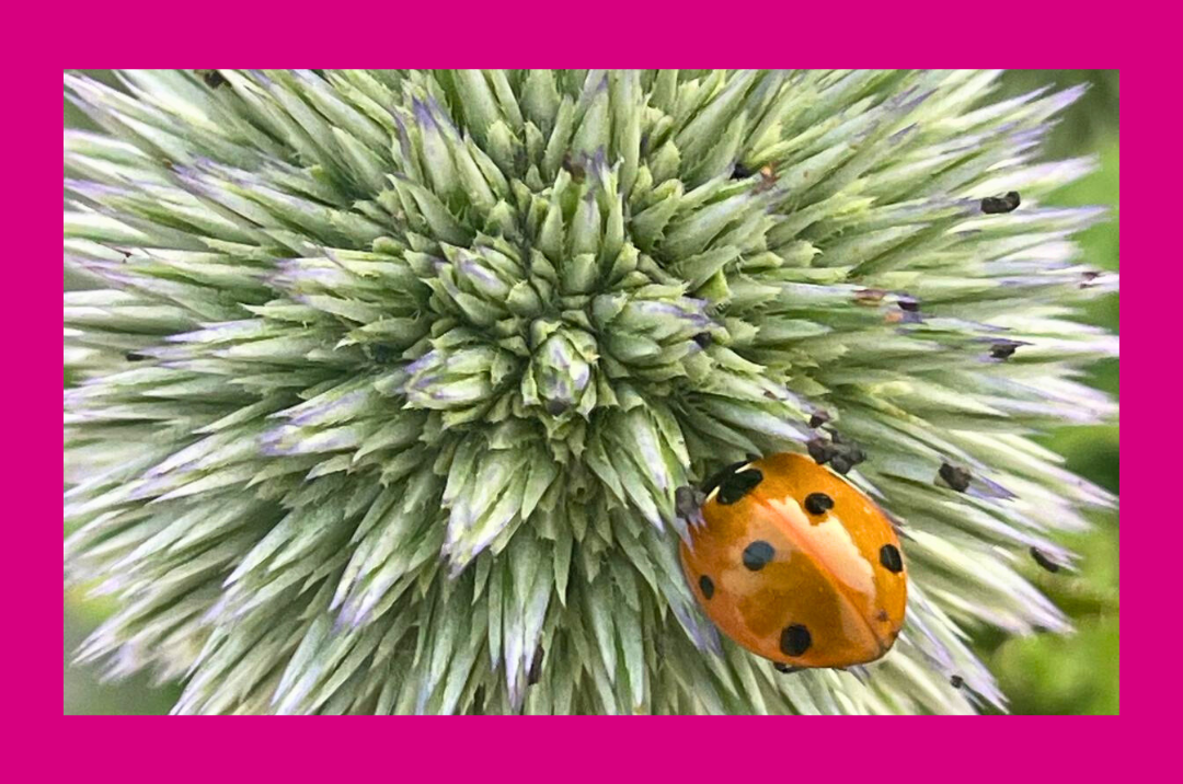 Spirituelles Treffen kostenfrei <br> online