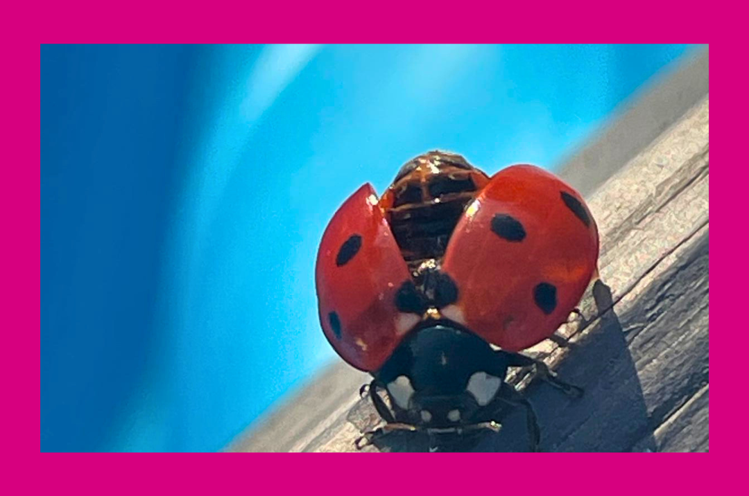 Spirituelle Beratung <br> Präsenz und online